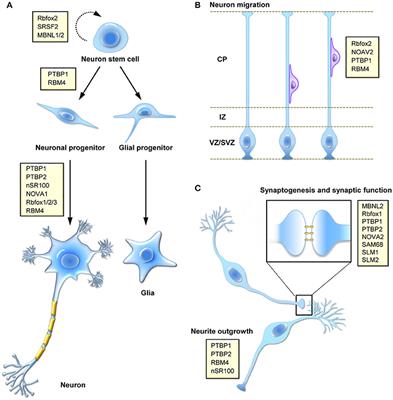 Alternative Splicing in Neurogenesis and Brain Development